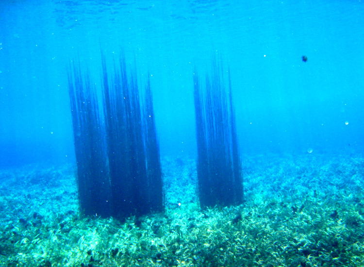 Immersione a Capo D''Acqua (AQ)